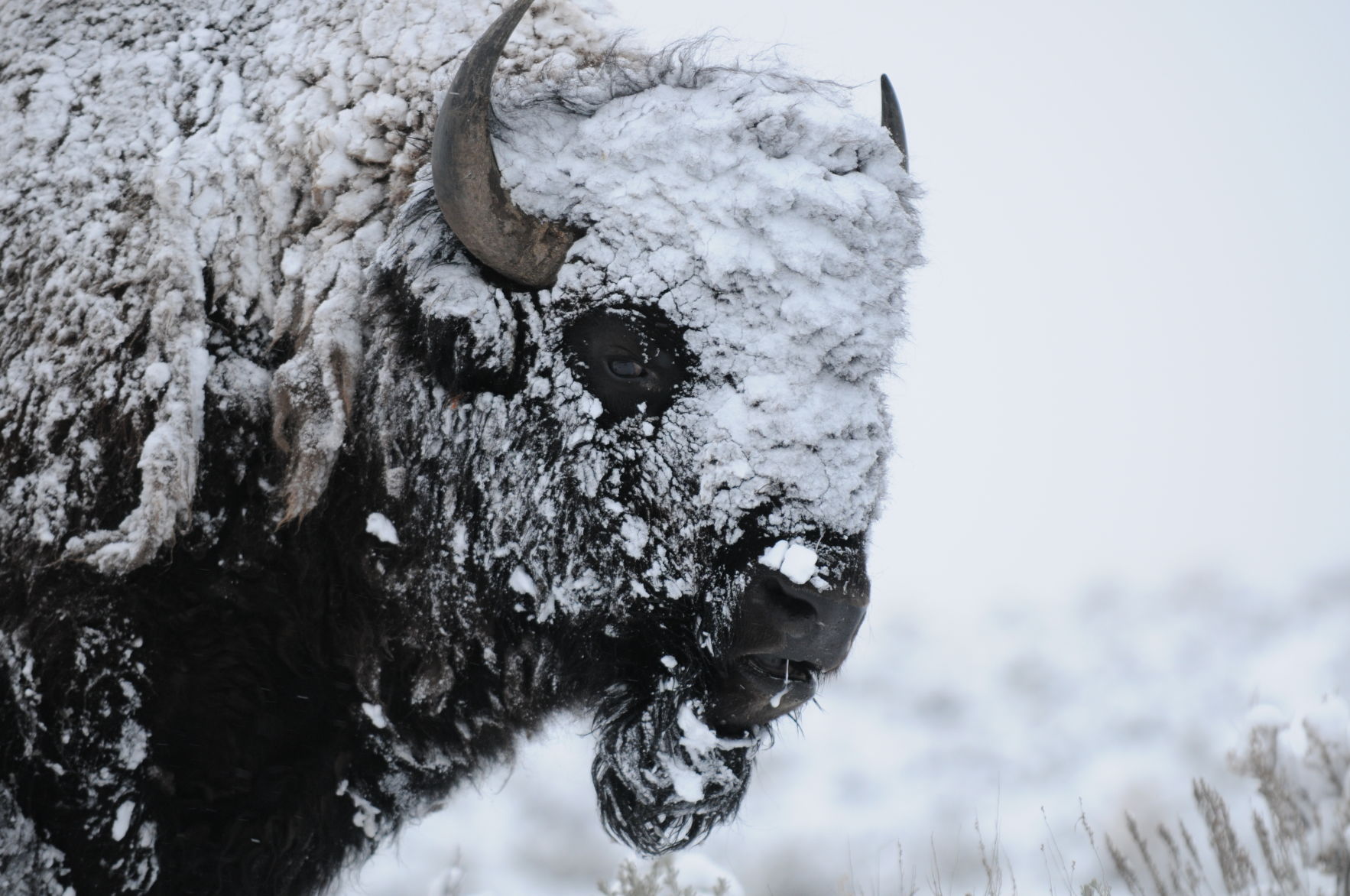 Yellowstone winter